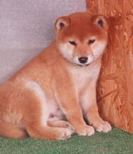 Shiba  Inu