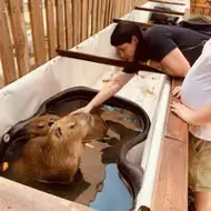 Kazinczi-Vajda Jetta