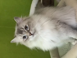  Erika's Blue Stones Ragdoll&Cherubim