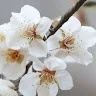 S. Csilla 
