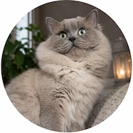  Erika's Blue Stones Ragdoll&Cherubim