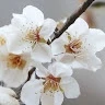 S. Csilla 