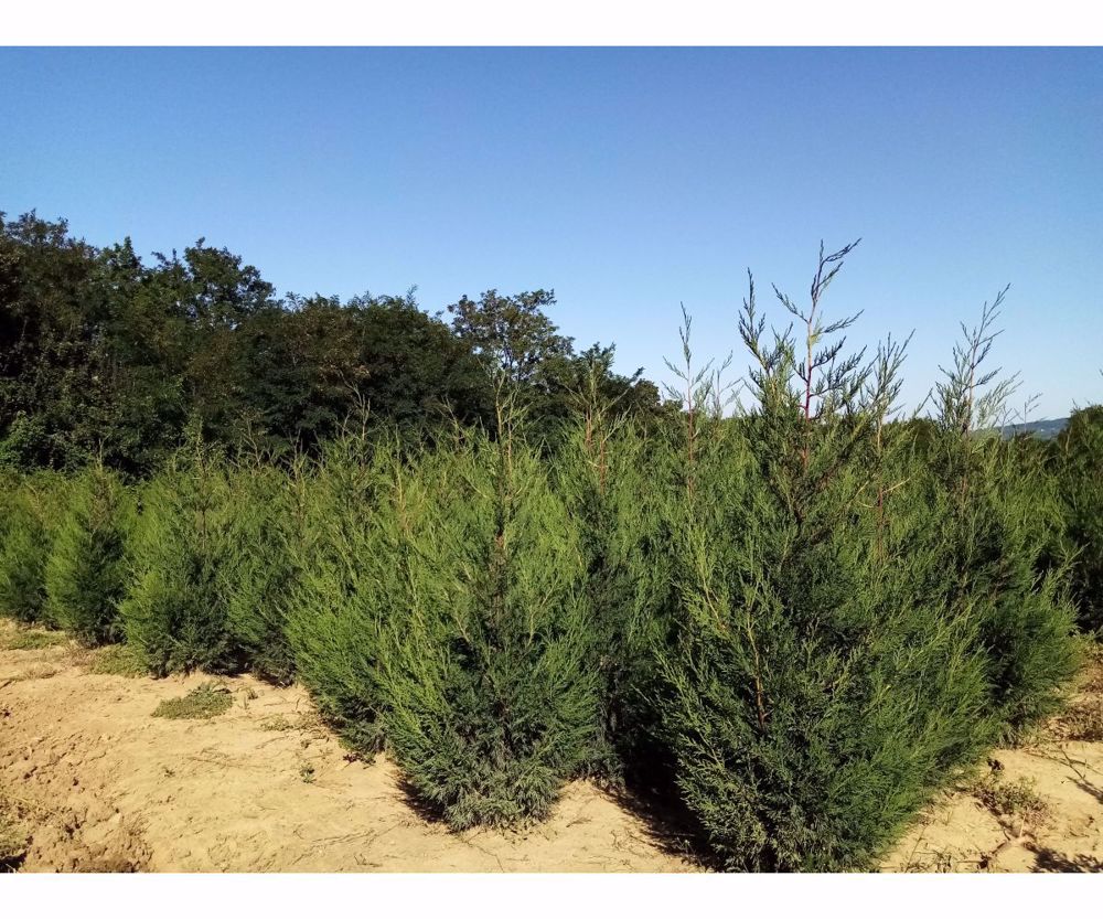 Leylandi ciprusok, tiszafák, bokros,  babérmeggyek sövénynek, dísznövények a termelőtől eladók!