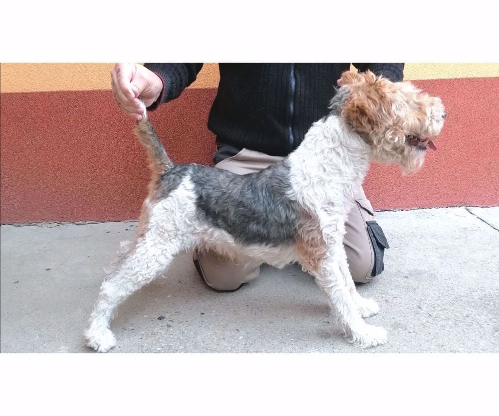 Drótszörű foxterrier kanok fedeznek