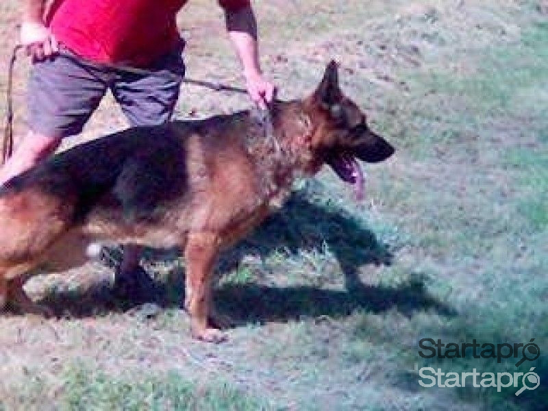 Német juhász németjuhász egyenes hátú kölyök szállítással is