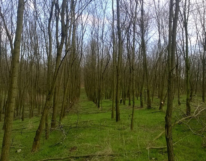 Legelők, erdők, tisztások eladók Izsákon