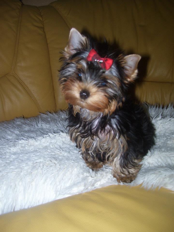 gyönyörü szép Yorkshire terrier kiskutyák