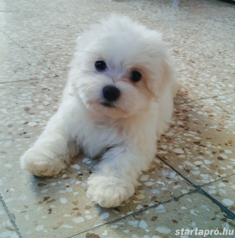 Mini Bichon Havanese