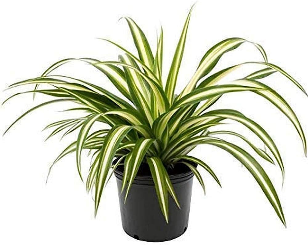 A legkönnyebben tartható szobanövény - Chlorophytum comosum 