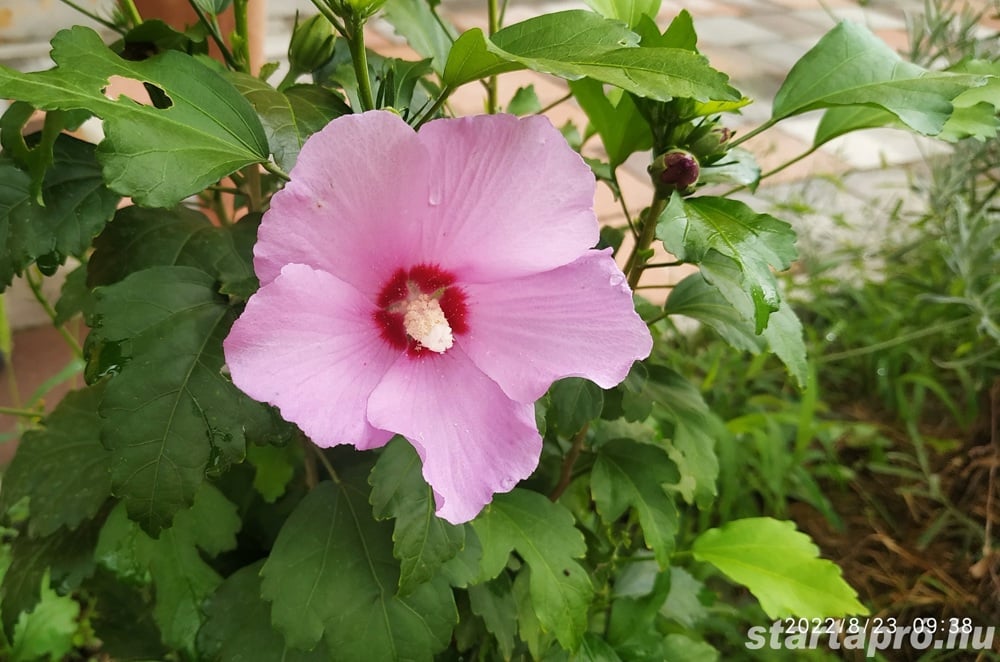 Előnevelt Szíriai Hibiszkusz cserjék eladók