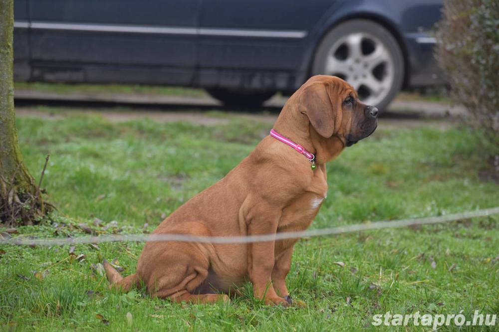 Tosa Inu Kiskutyák Eladóak