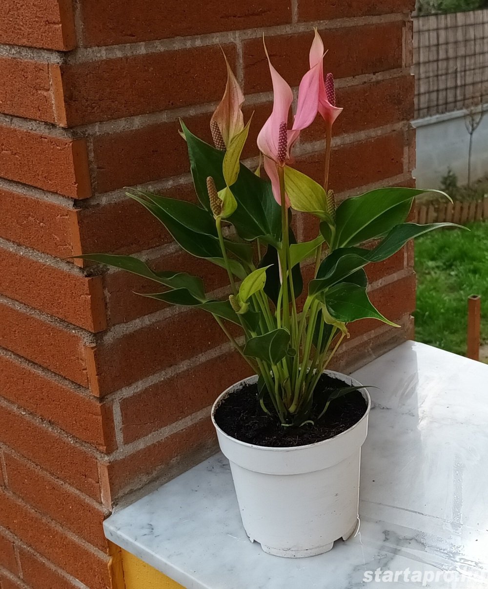 A flamingóvirág (Anthurium) nagyon kedvelt virágzó szobanövény