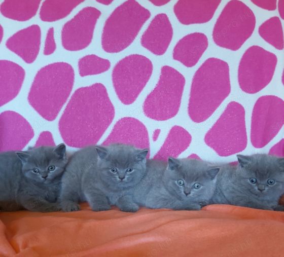 Brit kék rövid szörű gyönyörű kiscicák szerető gazdikat keresnek!