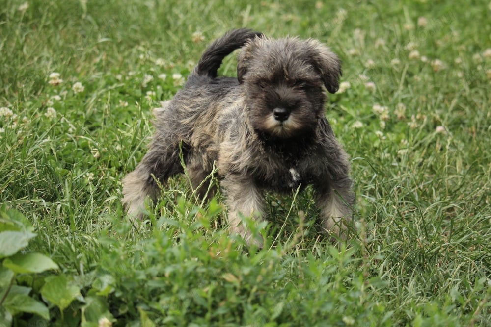 Törpe schnauzer babák