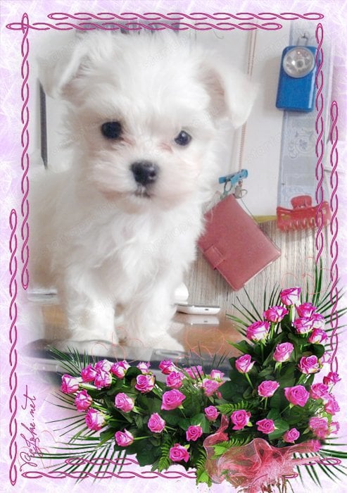 Fehér Mini Bichon Havanese