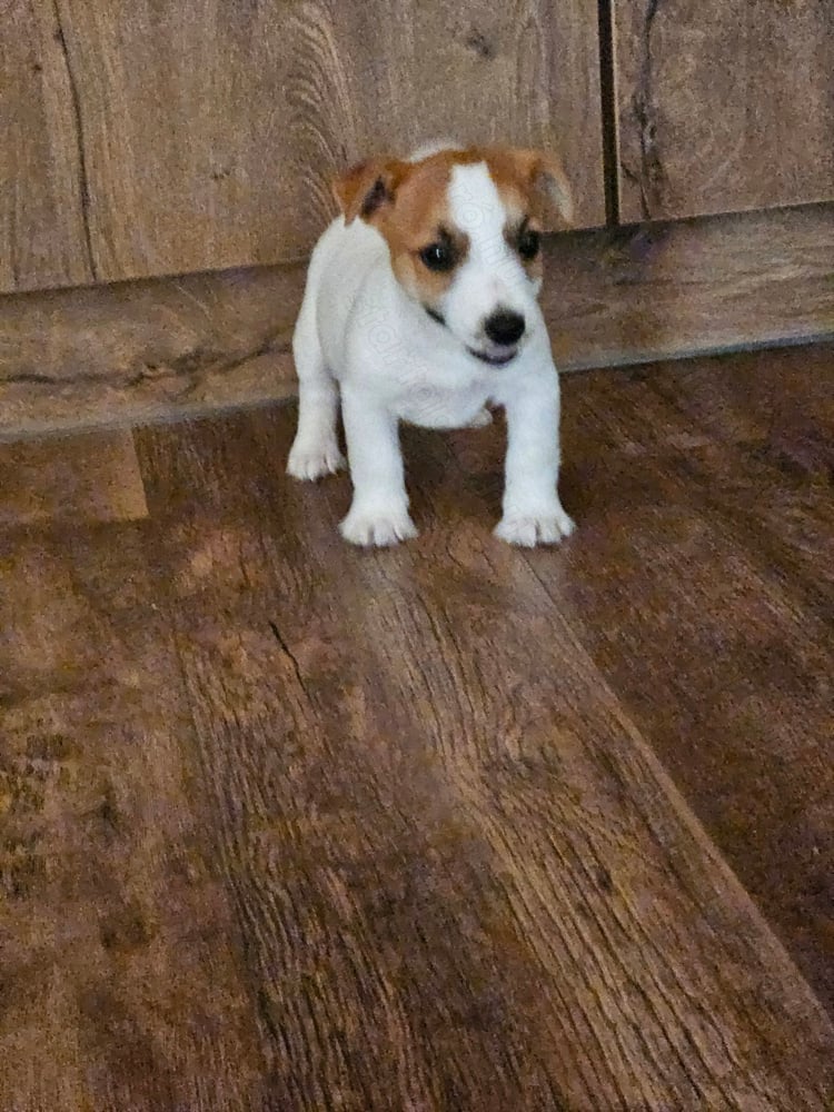 Jack Russell (Russel) terrier fiú kölykök! 