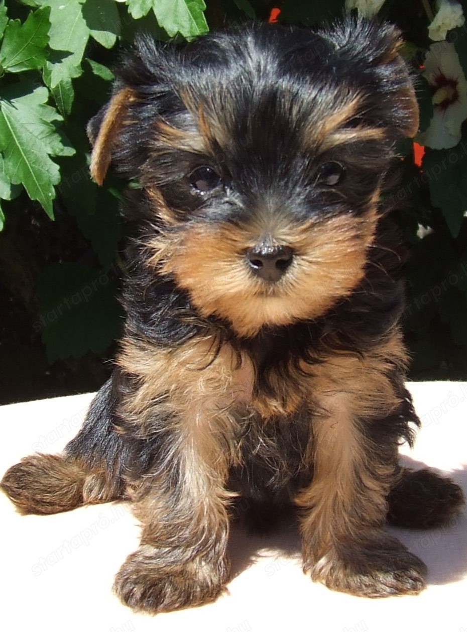 Yorkshire terrier kölykök eladók