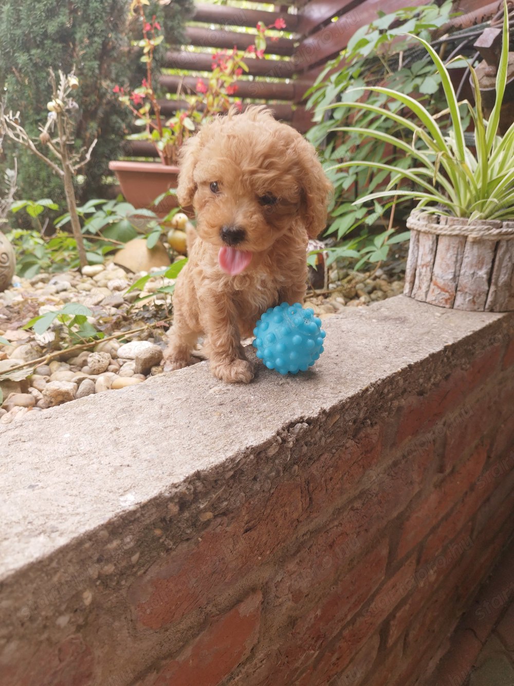 Uszkár jellegű kisfiú 