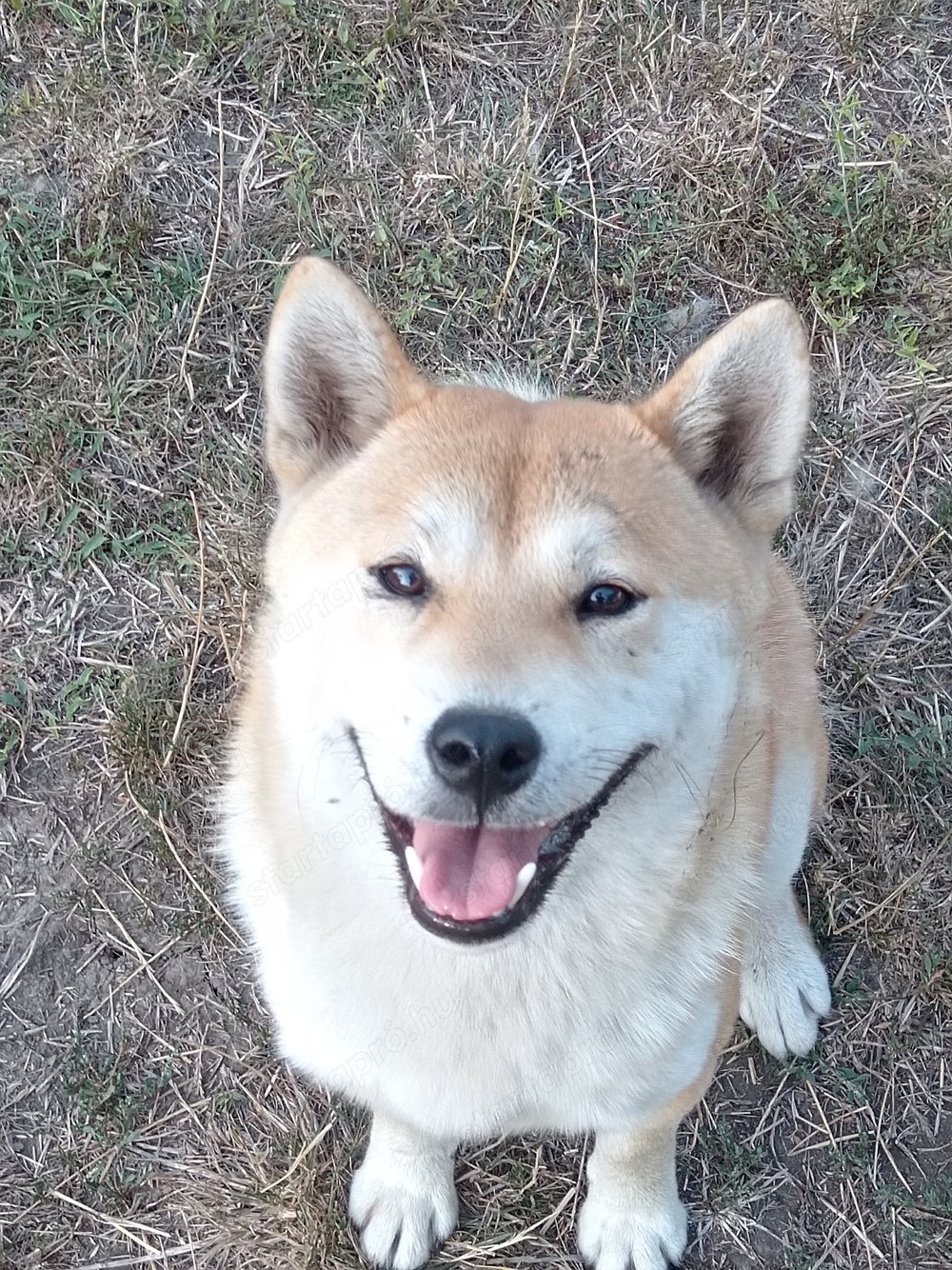 Shiba inu kanok eladók 22 hónaposak.Törzskönyvvel és fedeznek. 