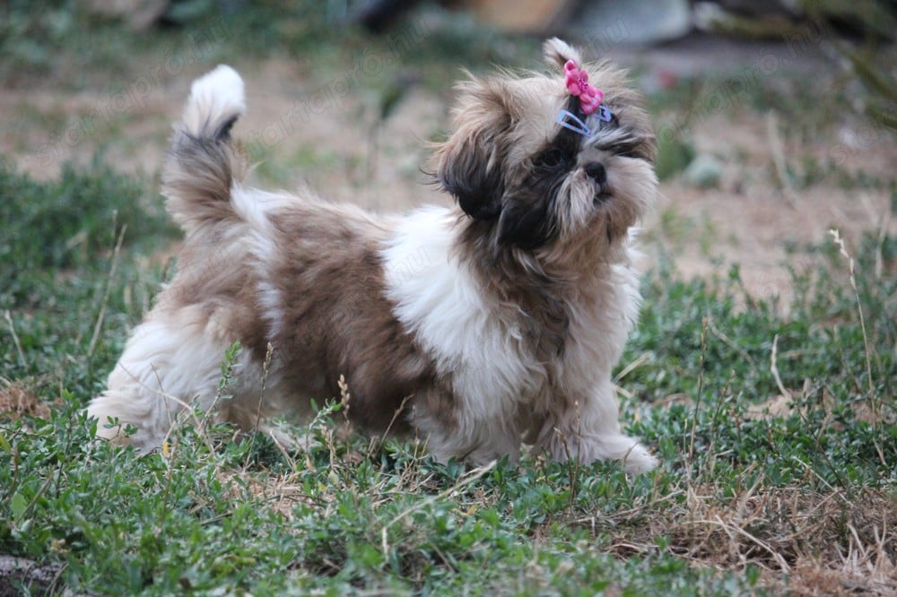 shih tzu kislány