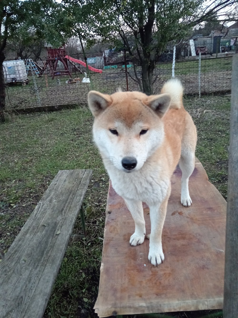 Shiba inu kanok fedeznek 