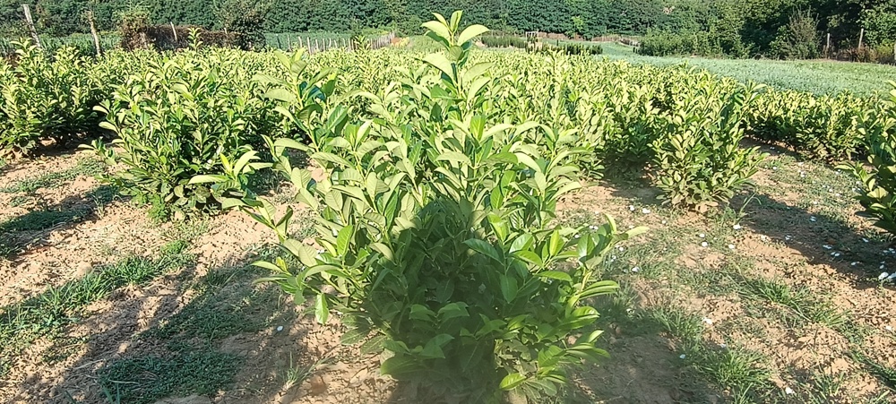 Babérmeggyek, korallberkenyék, tiszafák,  Leylandi ciprusok, hamisciprusok,  sövénynek és dísznövény