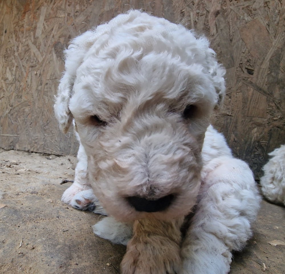 Komondor kiskutyák 