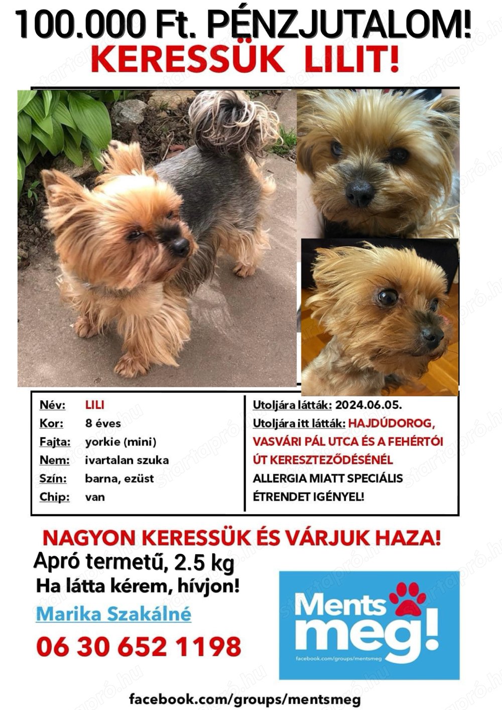 Vissza vásárolnánk yorki yorkshire terrier kiskutyánkat