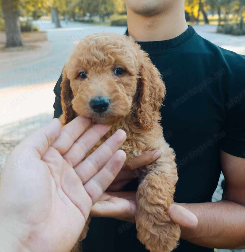 Goldendoodle kutyusok 