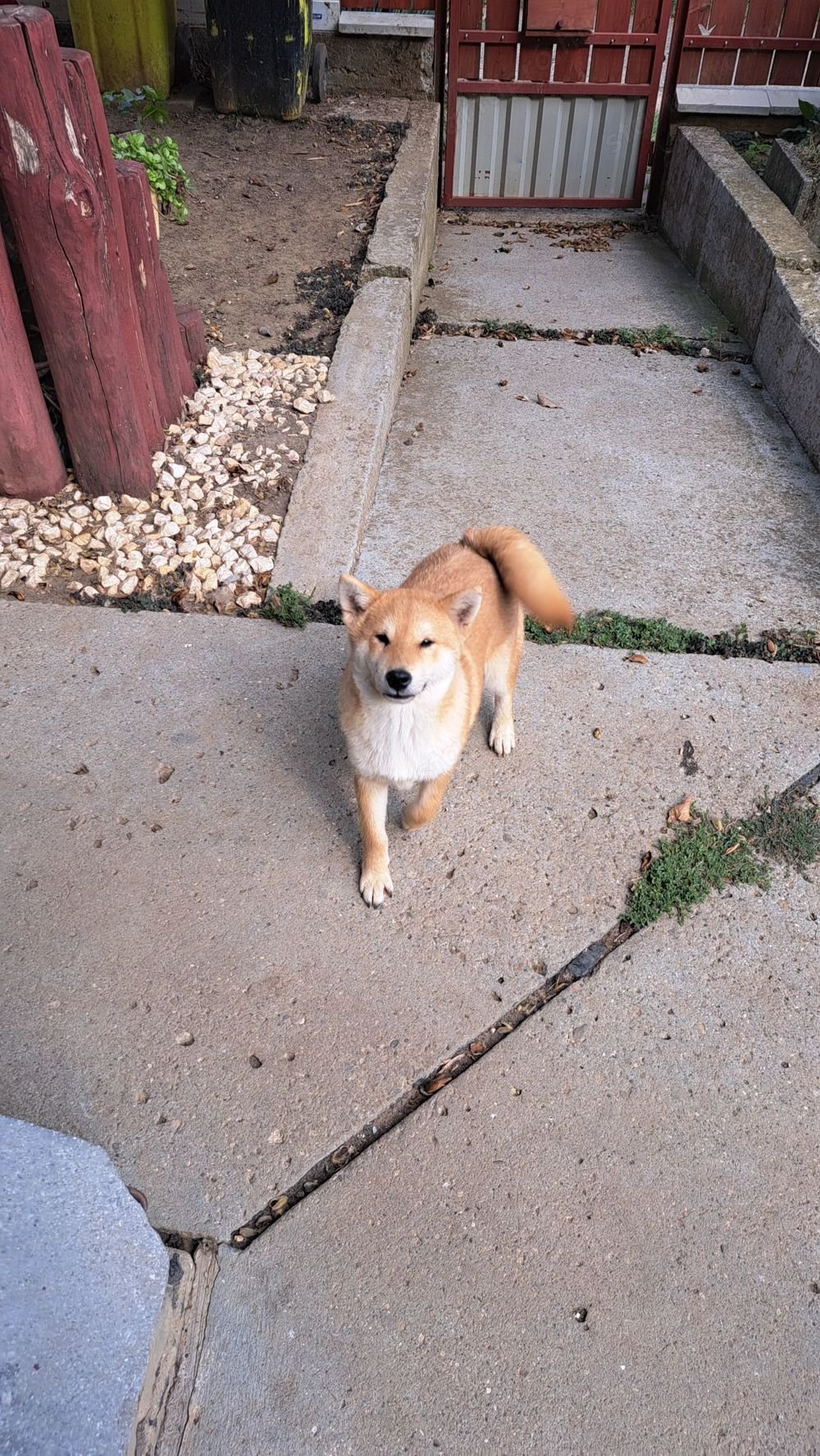 Shiba-inu kisfiú keresi új családját!