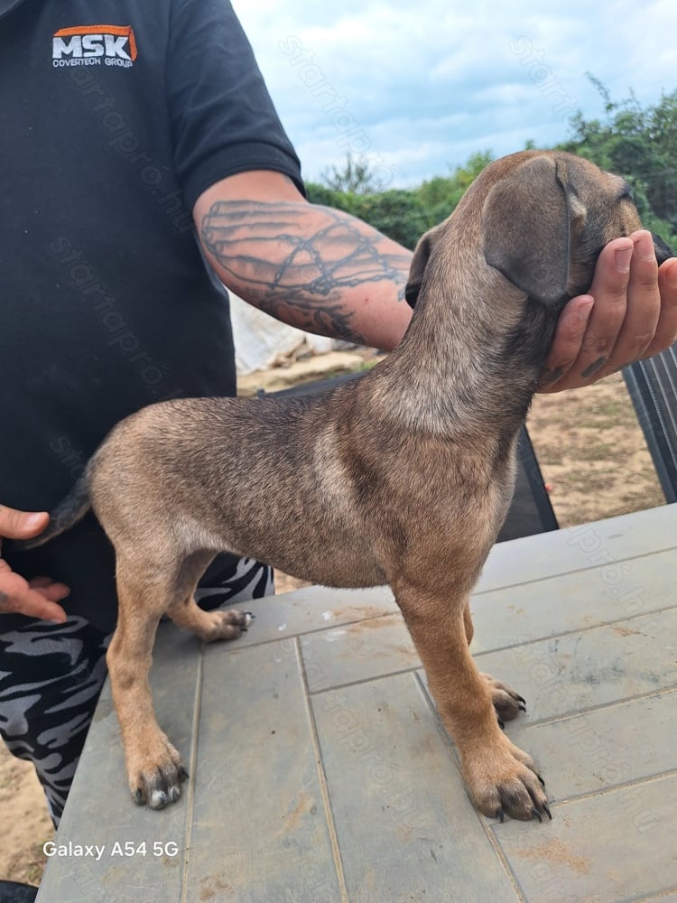 Cane corso