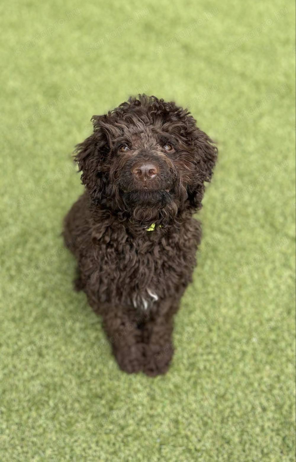 Lagotto Romagonolo