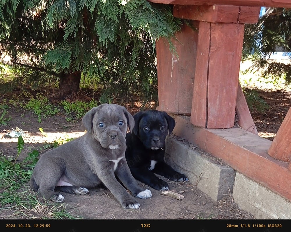 Cane corso Szukák 