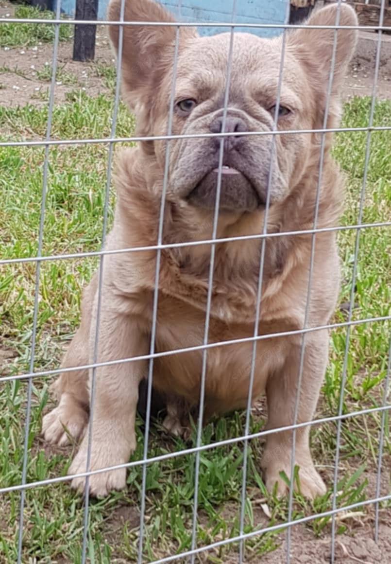 Francia bulldog Flaffy kan eladó 