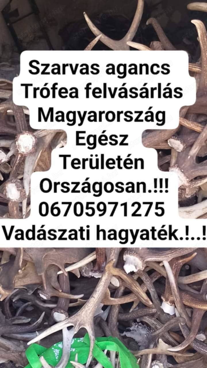 Szarvasagancs felvásárlás ország egész területén 9000ft kg