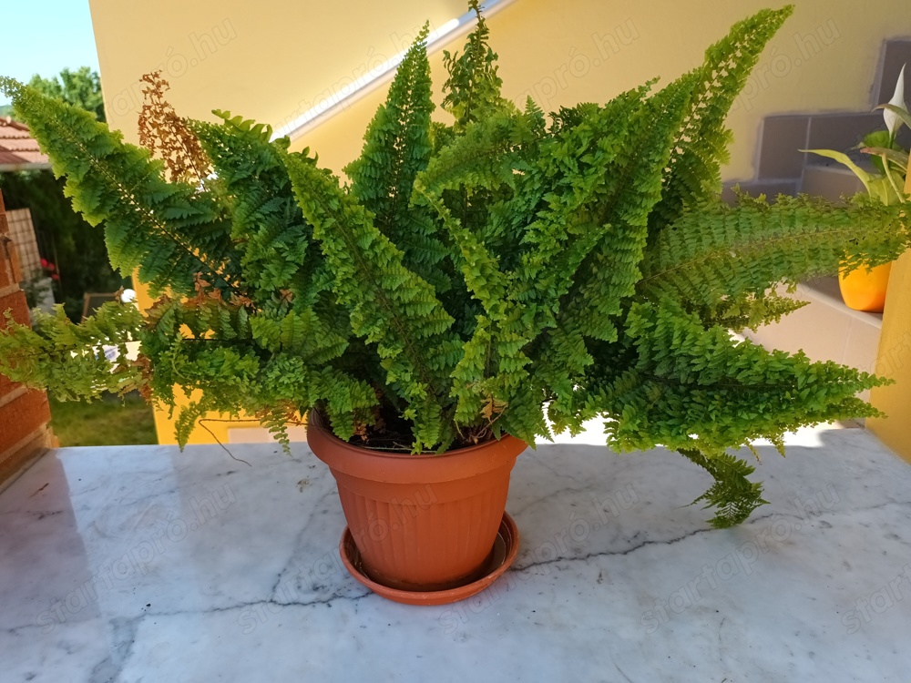 Fodros levelű, több évig nevelgetett, nagyon dús szobapáfrány eladó