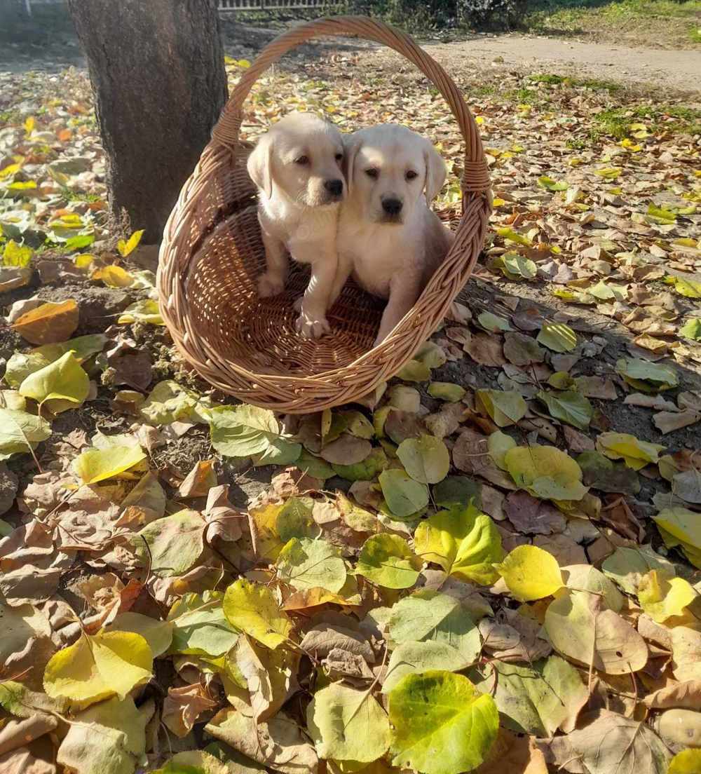 Eladó 11 hetes Labrador kölyök kutyusok