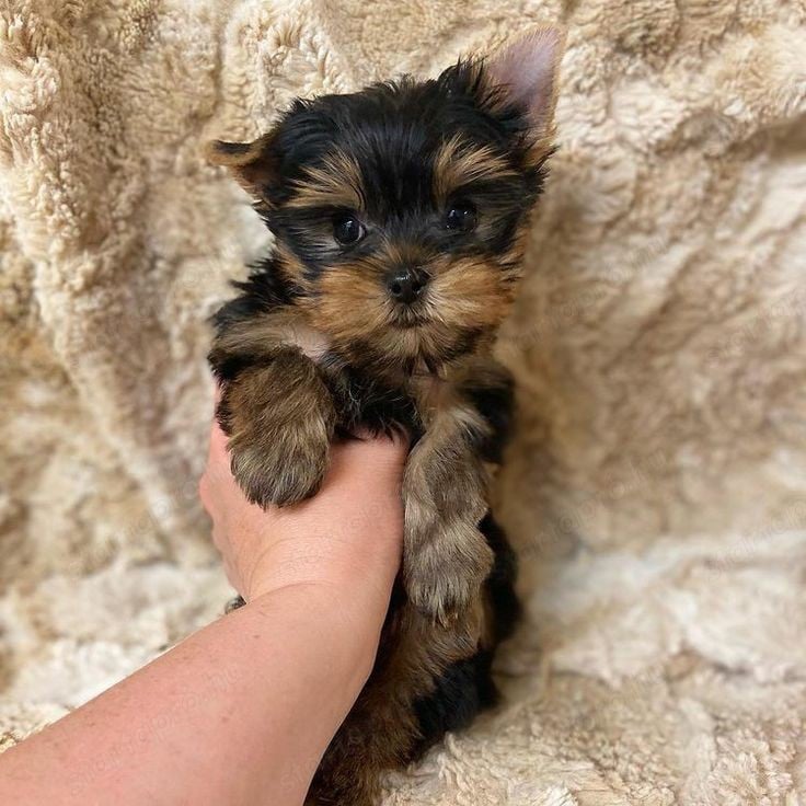 Yorkshire terrier 