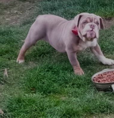 Eladó, fajtatiszta, , gyönyörű extrém lila -ten Angol bulldog ivaros kan ! Minden kötelező 