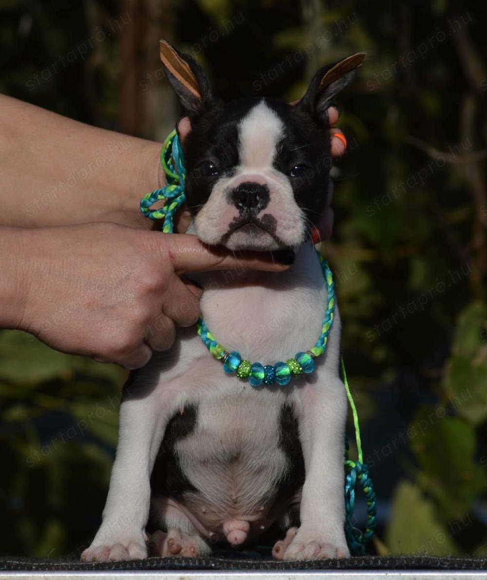 Boston terrier kisfiú 