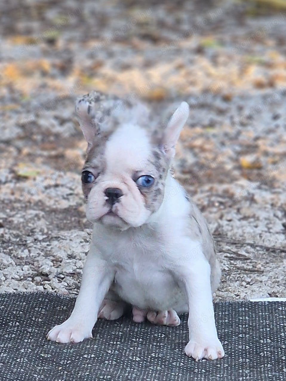 Merle boston kisfiú eladó 