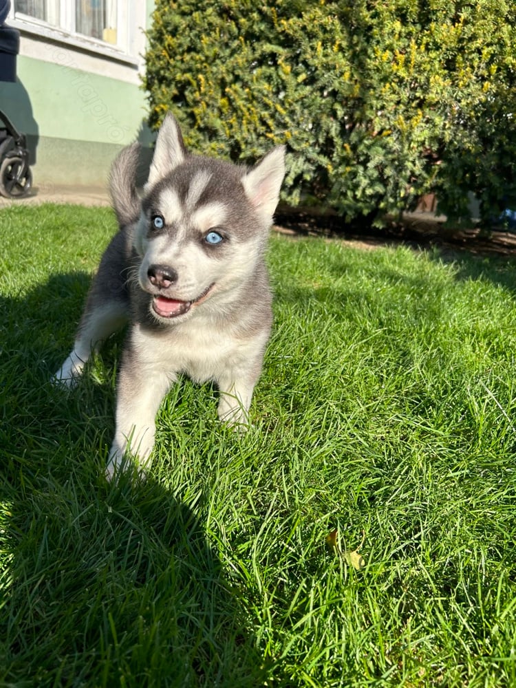 Gyönyörű Kék szemű Szibériai husky kölykök