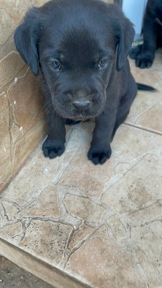 Boxer-Labrador keverék kislány