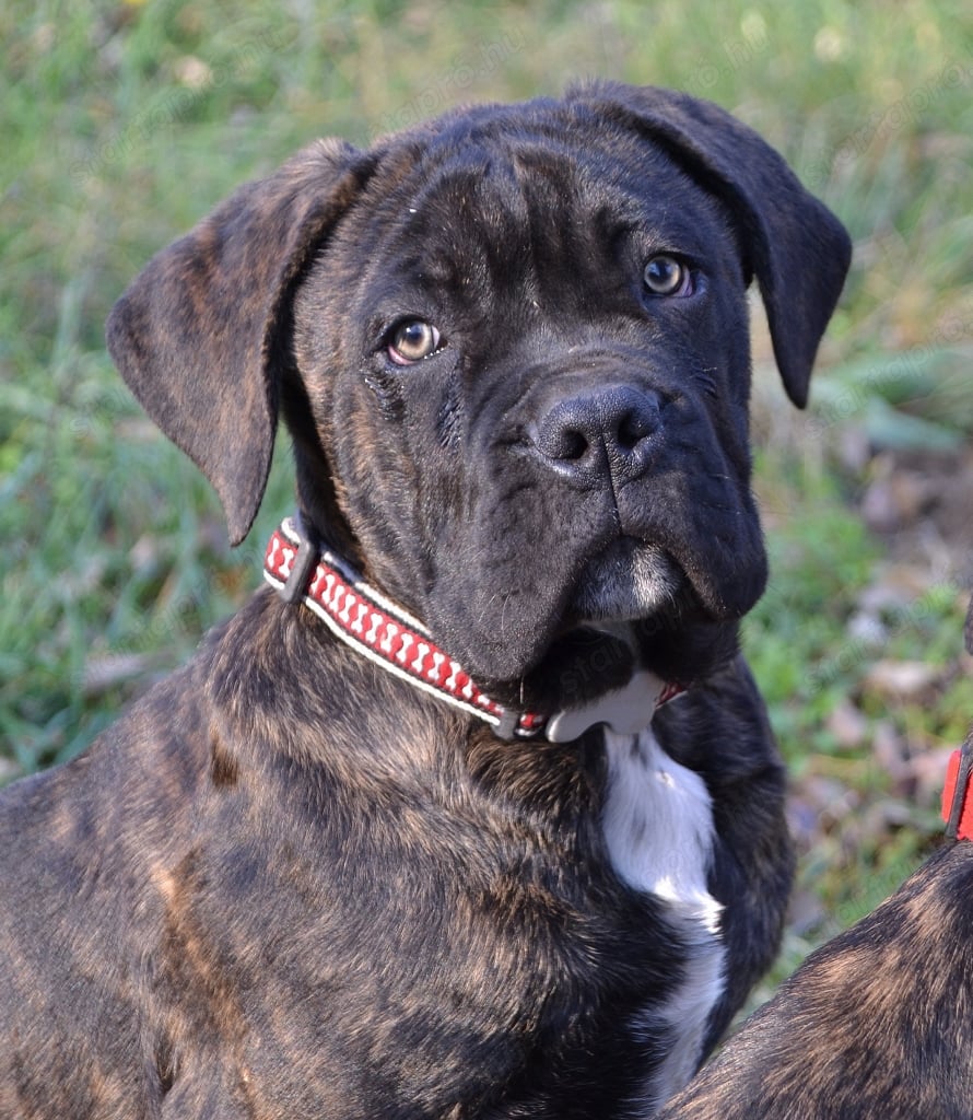 Cane Corso kiskutyák