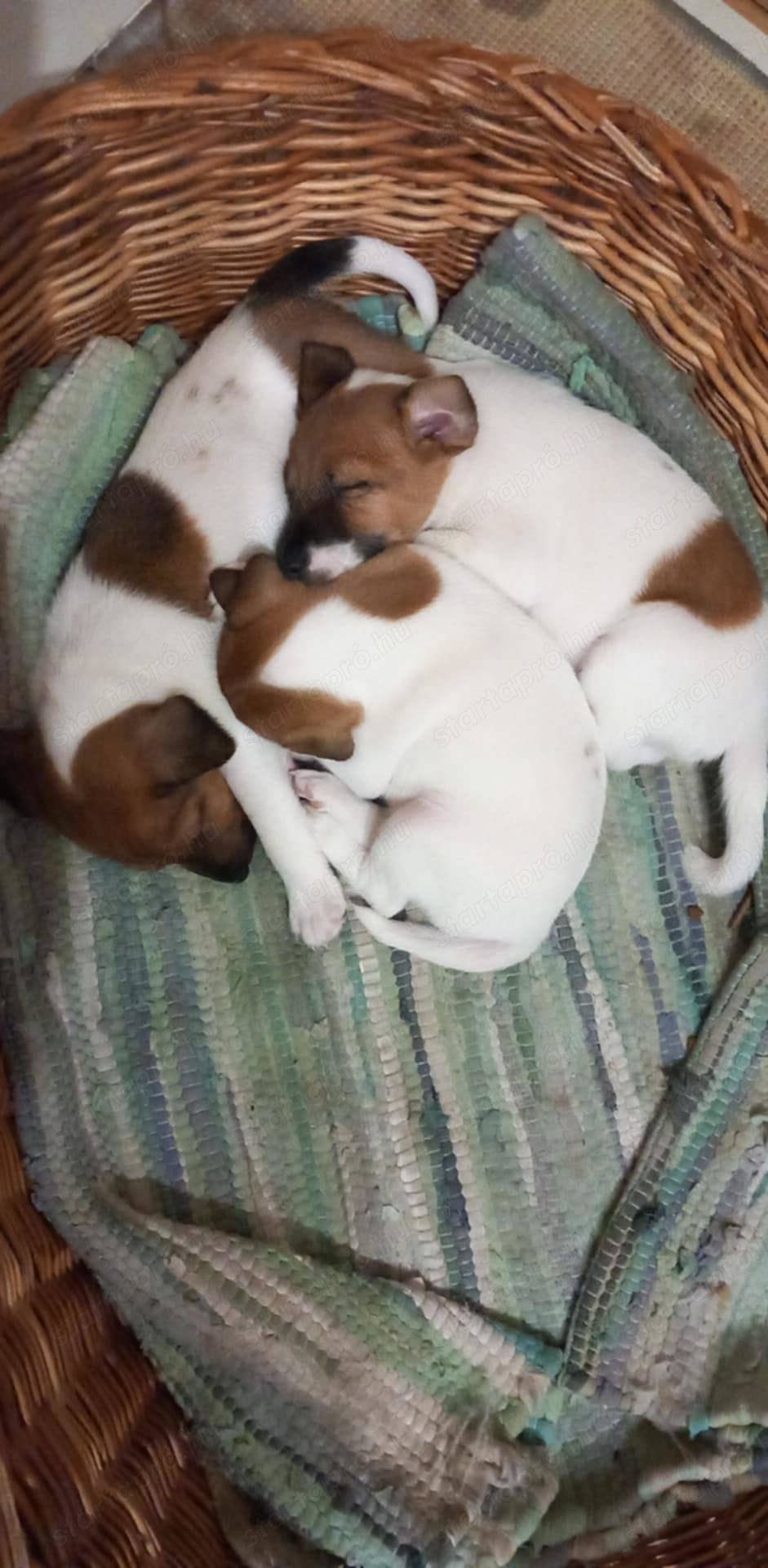 Kölyök Foxi, Jack Russell terrierek eladók Szegeden.Gyönyörűek és okosak. Szeretnivalók és szeretnek