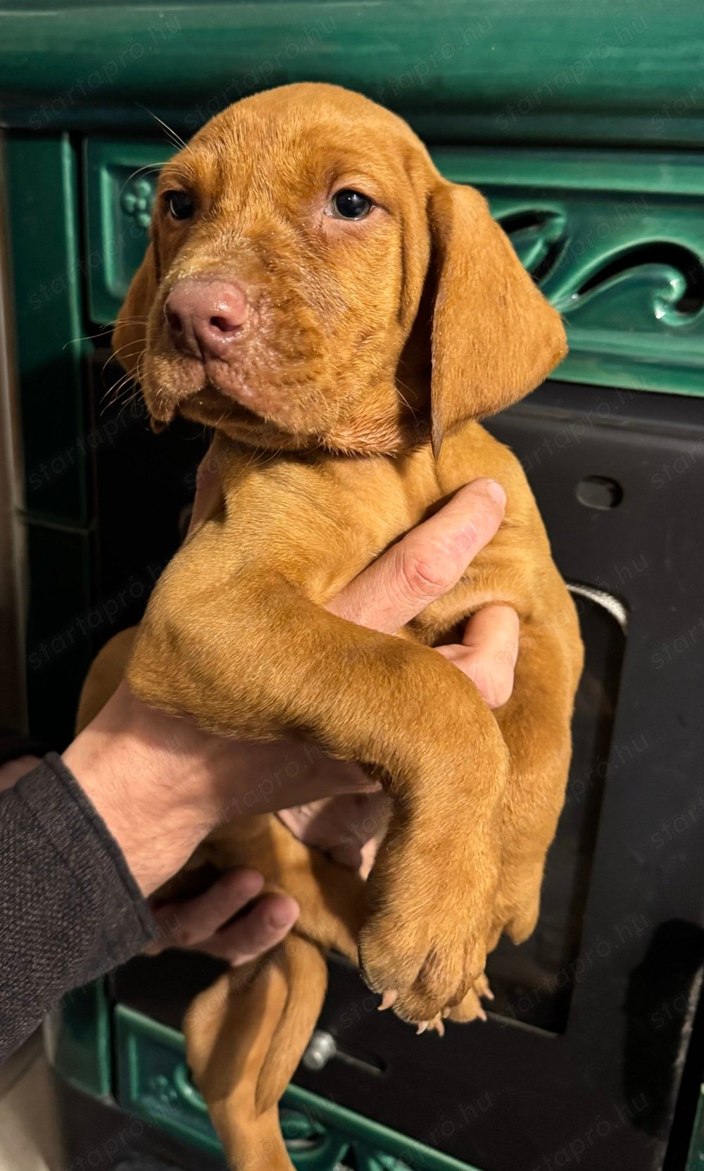 Magyar vizsla 