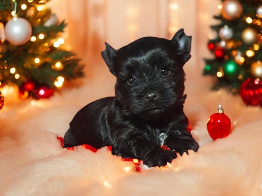 Eladó yorki yorkshire terrier black  kisfiú