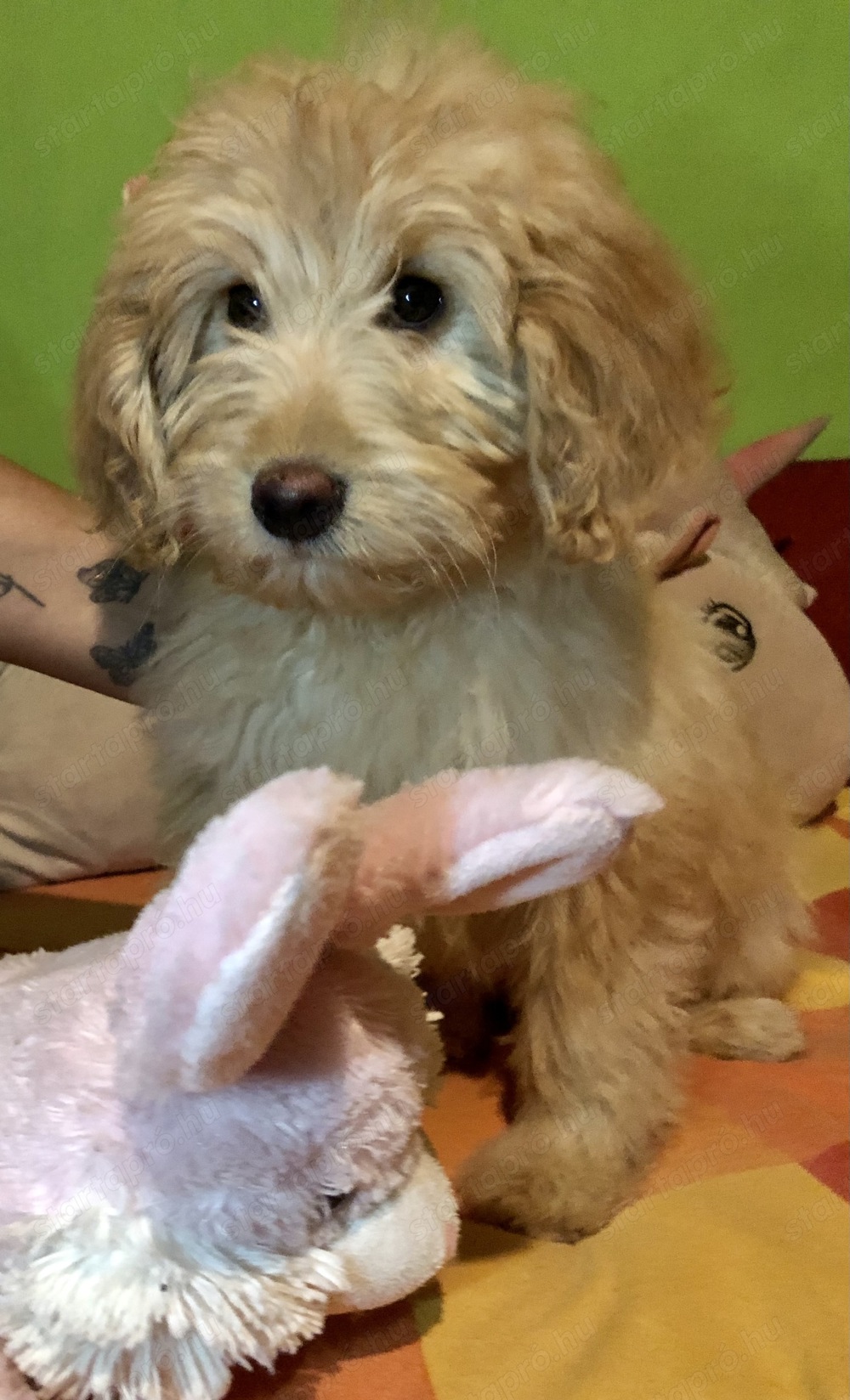 Goldendoodle kutyusok 