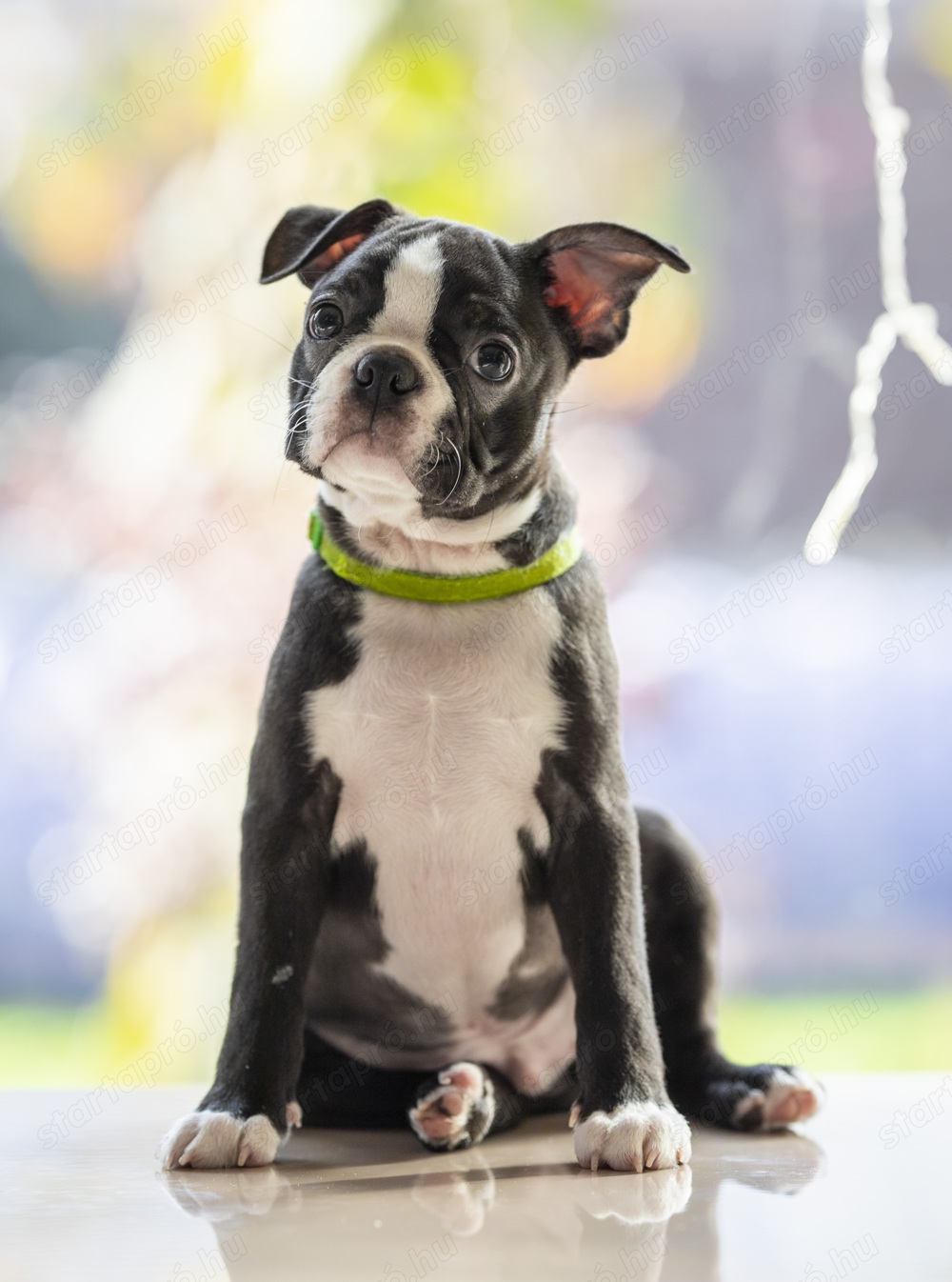 Boston Terrier kiskutya törzskönyvel egy kan és egy, szuka!