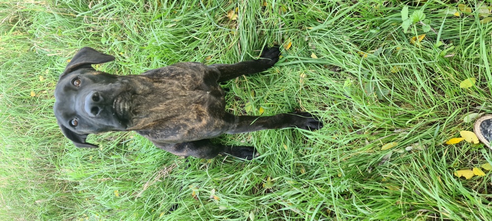 Cane corso (Tigriscsíkos)